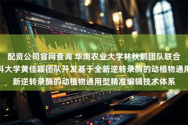 配资公司官网查询 华南农业大学林秋鹏团队联合祝钦泷团队及广州医科大学黄佳颖团队开发基于全新逆转录酶的动植物通用型精准编辑技术体系
